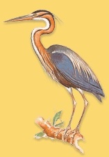 Uccelli a Pantelleria