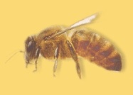 Gli invertebrati