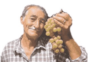 Contadino di Pantelleria che mostra un grappolo di zibibo